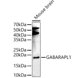 Western Blot - Anti-GABARAPL1 Antibody (A15898) - Antibodies.com