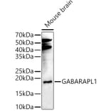 Western Blot - Anti-GABARAPL1 Antibody (A15898) - Antibodies.com