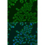 Immunofluorescence - Anti-RPL36 Antibody (A15900) - Antibodies.com