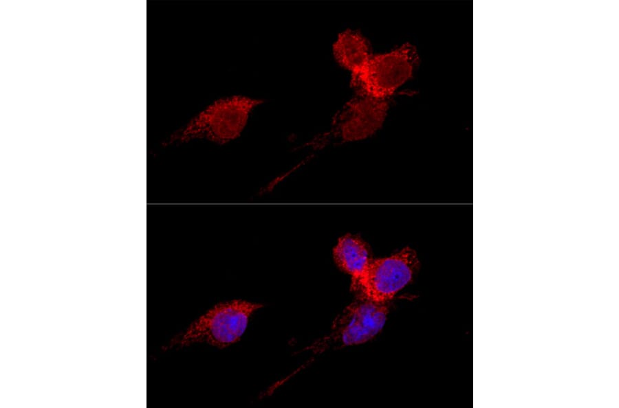 Immunofluorescence - Anti-RPL36 Antibody (A15900) - Antibodies.com