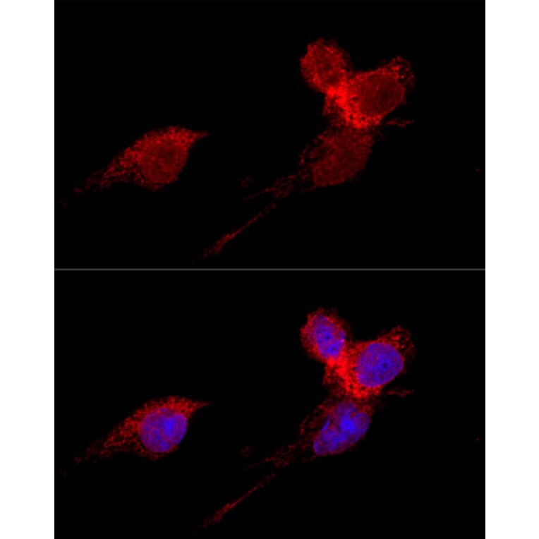 Immunofluorescence - Anti-RPL36 Antibody (A15900) - Antibodies.com