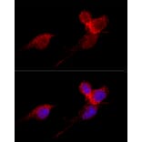 Immunofluorescence - Anti-RPL36 Antibody (A15900) - Antibodies.com