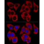 Immunofluorescence - Anti-RPL36 Antibody (A15900) - Antibodies.com