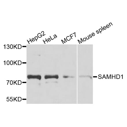 Western Blot - Anti-SAMHD1 Antibody (A15901) - Antibodies.com