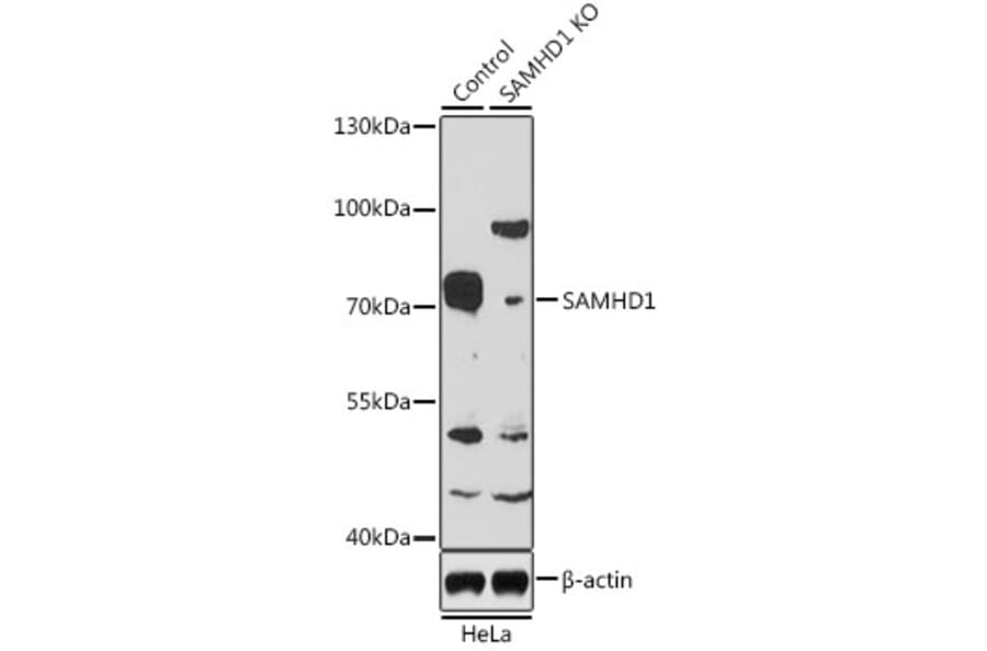 Western Blot - Anti-SAMHD1 Antibody (A15901) - Antibodies.com
