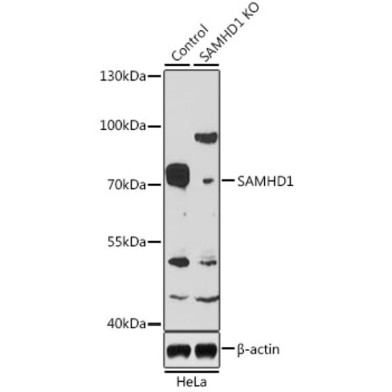 Western Blot - Anti-SAMHD1 Antibody (A15901) - Antibodies.com