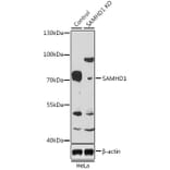 Western Blot - Anti-SAMHD1 Antibody (A15901) - Antibodies.com