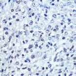 Immunohistochemistry - Anti-SAMHD1 Antibody (A15901) - Antibodies.com