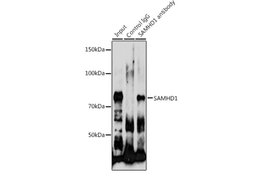 Western Blot - Anti-SAMHD1 Antibody (A15901) - Antibodies.com