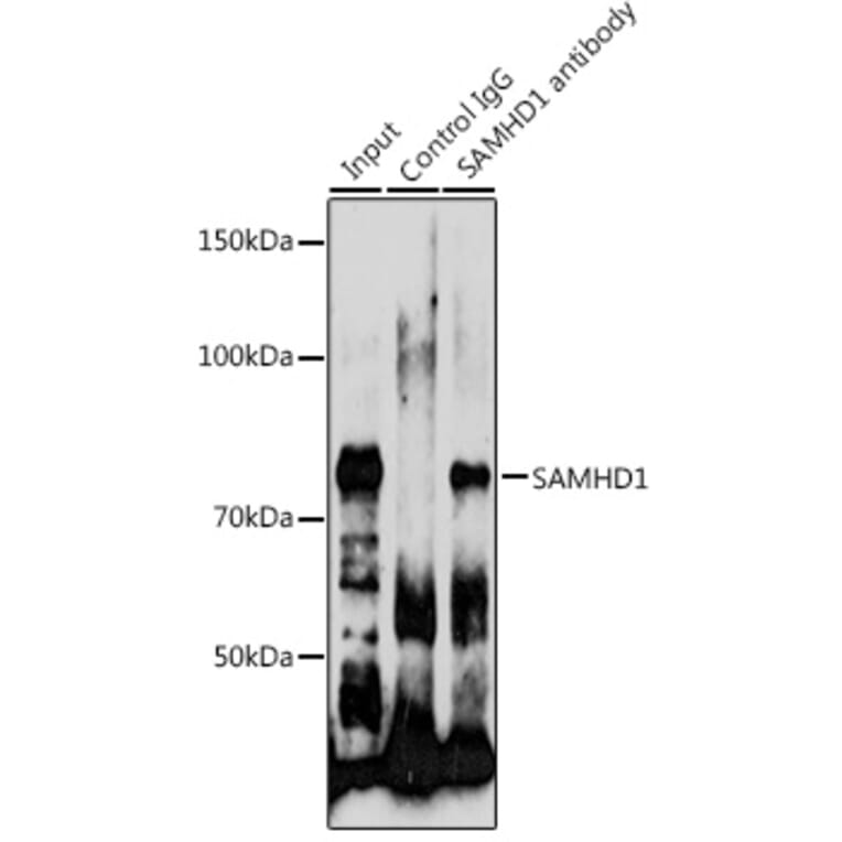 Western Blot - Anti-SAMHD1 Antibody (A15901) - Antibodies.com