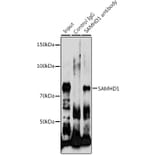 Western Blot - Anti-SAMHD1 Antibody (A15901) - Antibodies.com