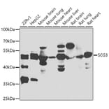 Western Blot - Anti-SCG3 Antibody (A7799) - Antibodies.com