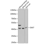 Western Blot - Anti-SNX7 Antibody (A15906) - Antibodies.com