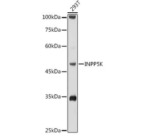 Western Blot - Anti-SKIP Antibody (A15908) - Antibodies.com