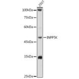 Western Blot - Anti-SKIP Antibody (A15908) - Antibodies.com