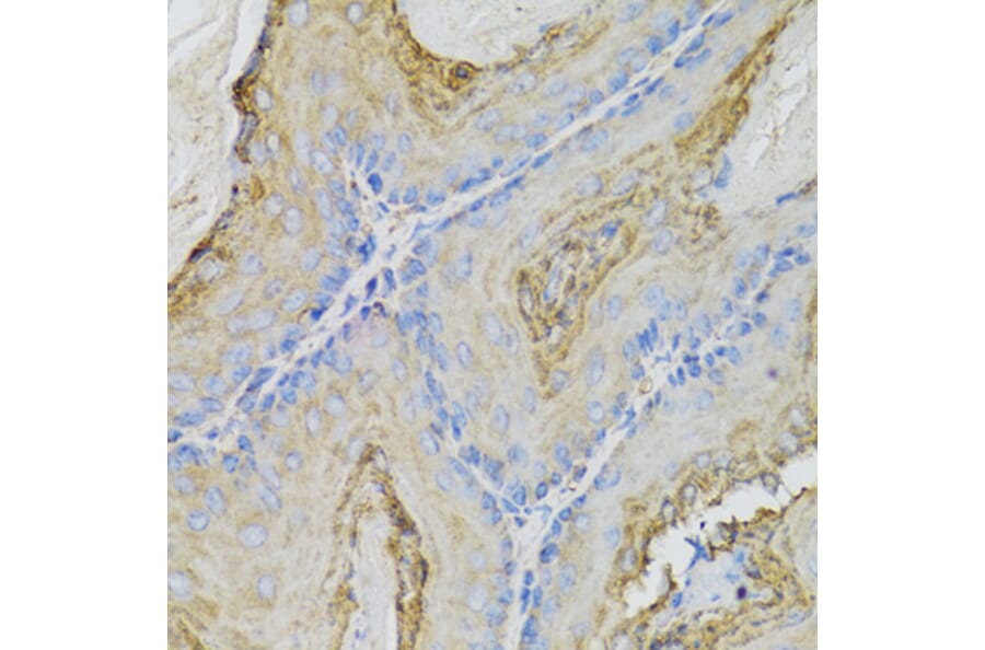 Immunohistochemistry - Anti-CALML5 Antibody (A7808) - Antibodies.com
