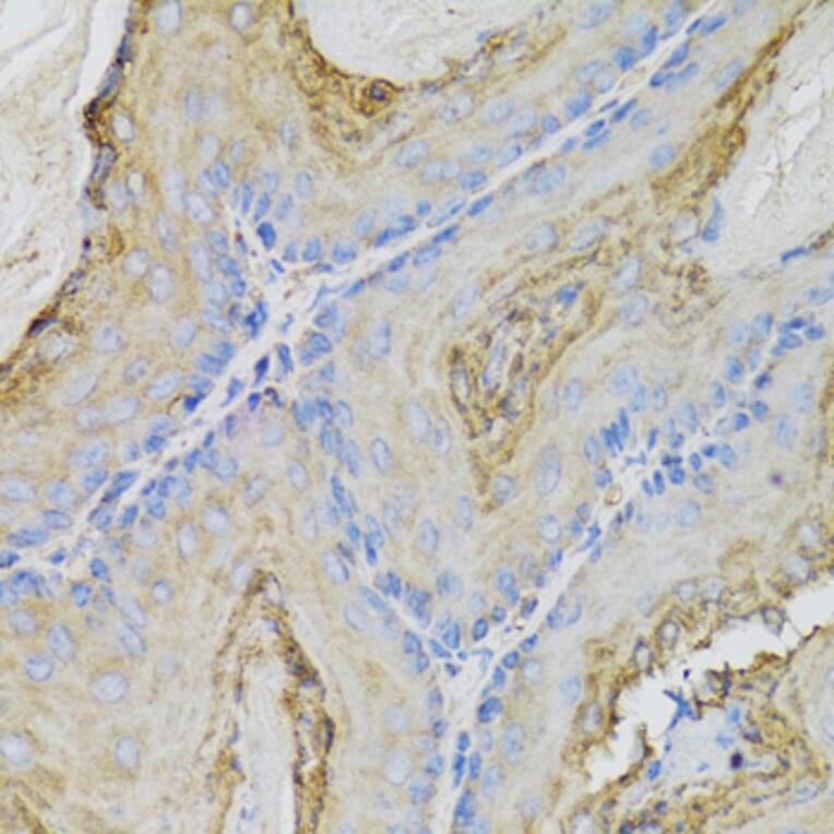 Immunohistochemistry - Anti-CALML5 Antibody (A7808) - Antibodies.com