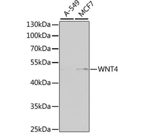 Western Blot - Anti-Wnt4 Antibody (A15910) - Antibodies.com