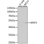 Western Blot - Anti-Wnt4 Antibody (A15910) - Antibodies.com