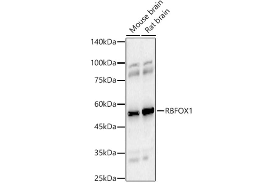 Western Blot - Anti-A2BP1/Fox1/RBFOX1 Antibody (A15912) - Antibodies.com