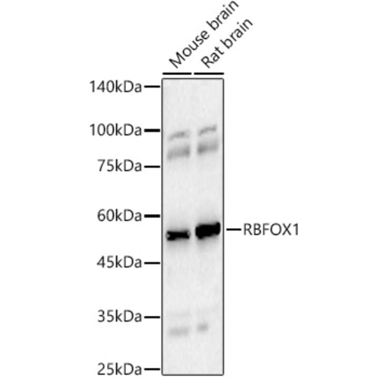 Western Blot - Anti-A2BP1/Fox1/RBFOX1 Antibody (A15912) - Antibodies.com