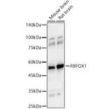 Western Blot - Anti-A2BP1/Fox1/RBFOX1 Antibody (A15912) - Antibodies.com