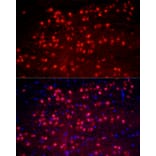 Immunofluorescence - Anti-A2BP1/Fox1/RBFOX1 Antibody (A15912) - Antibodies.com