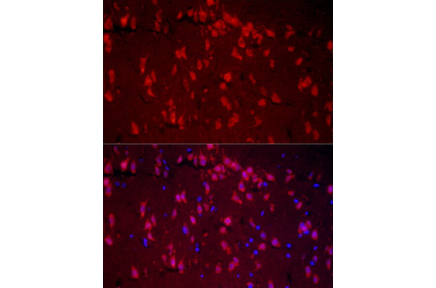 Immunofluorescence - Anti-A2BP1/Fox1/RBFOX1 Antibody (A15912) - Antibodies.com