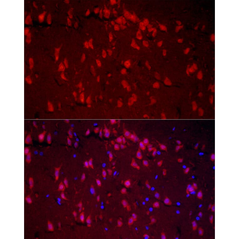 Immunofluorescence - Anti-A2BP1/Fox1/RBFOX1 Antibody (A15912) - Antibodies.com