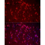 Immunofluorescence - Anti-A2BP1/Fox1/RBFOX1 Antibody (A15912) - Antibodies.com