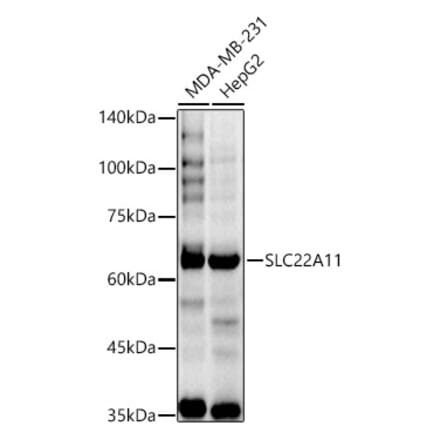 Western Blot - Anti-SLC22A11 Antibody (A15914) - Antibodies.com