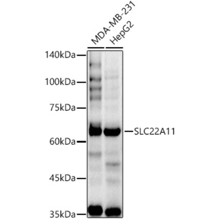 Western Blot - Anti-SLC22A11 Antibody (A15914) - Antibodies.com