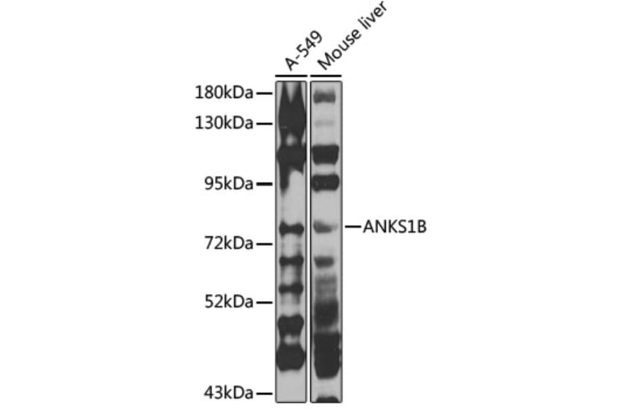Western Blot - Anti-ANKS1B Antibody (A15915) - Antibodies.com