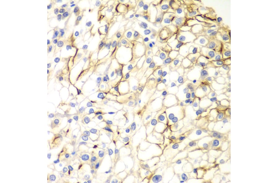 Immunohistochemistry - Anti-VANGL2 Antibody (A15919) - Antibodies.com