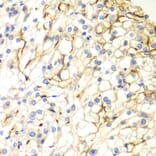 Immunohistochemistry - Anti-VANGL2 Antibody (A15919) - Antibodies.com