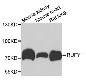 Western Blot - Anti-RUFY1 Antibody (A7836) - Antibodies.com