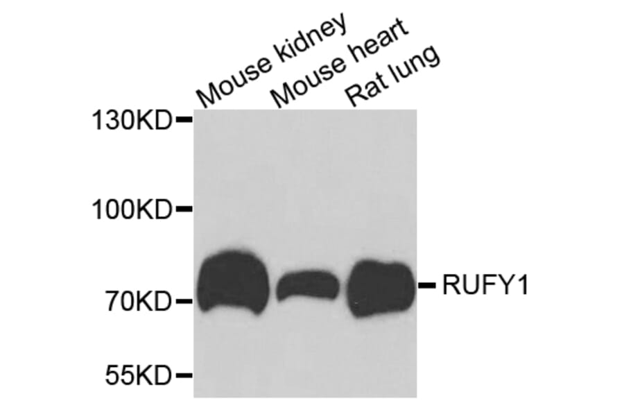 Western Blot - Anti-RUFY1 Antibody (A7836) - Antibodies.com