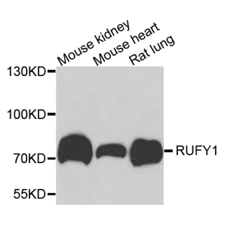 Western Blot - Anti-RUFY1 Antibody (A15923) - Antibodies.com