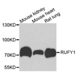 Western Blot - Anti-RUFY1 Antibody (A7836) - Antibodies.com