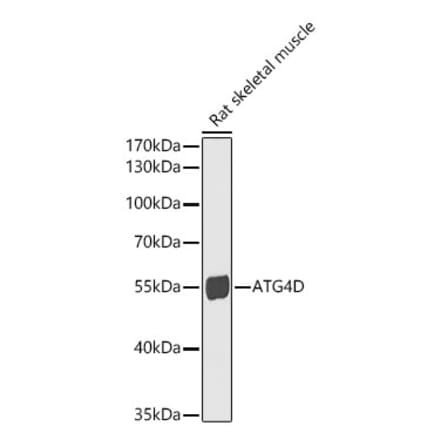 Western Blot - Anti-ATG4D Antibody (A15926) - Antibodies.com