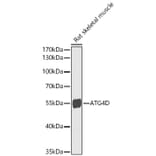 Western Blot - Anti-ATG4D Antibody (A15926) - Antibodies.com