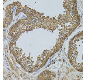 Immunohistochemistry - Anti-D-10 Antibody (A15927) - Antibodies.com