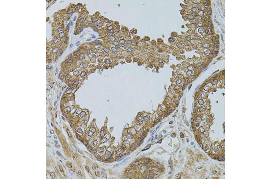 Immunohistochemistry - Anti-D-10 Antibody (A15927) - Antibodies.com