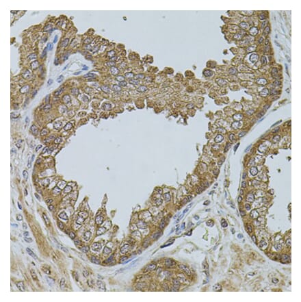 Immunohistochemistry - Anti-D-10 Antibody (A15927) - Antibodies.com