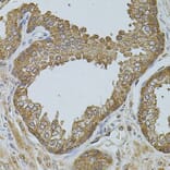Immunohistochemistry - Anti-D-10 Antibody (A15927) - Antibodies.com