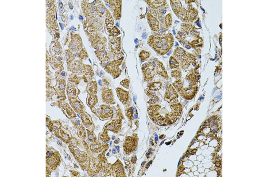 Immunohistochemistry - Anti-D-10 Antibody (A15927) - Antibodies.com