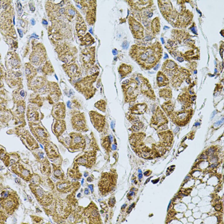 Immunohistochemistry - Anti-D-10 Antibody (A15927) - Antibodies.com