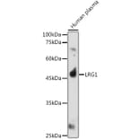 Western Blot - Anti-LRG1/LRG Antibody (A15929) - Antibodies.com