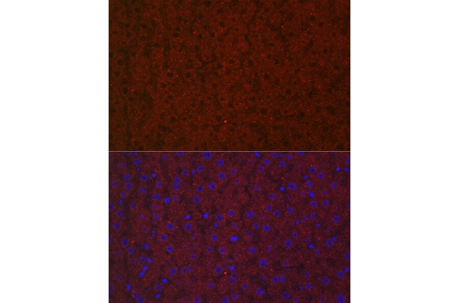 Immunofluorescence - Anti-LRG1/LRG Antibody (A15929) - Antibodies.com