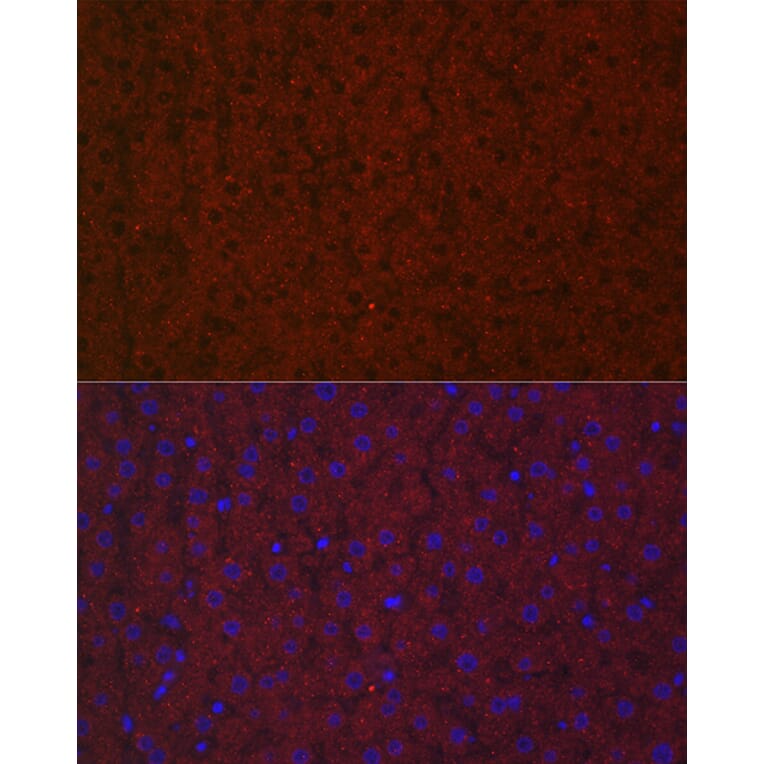 Immunofluorescence - Anti-LRG1/LRG Antibody (A15929) - Antibodies.com